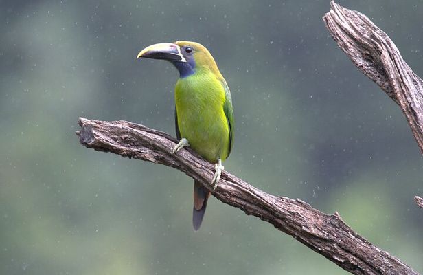 Monteverde Cloud Forest Tour