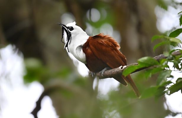 Private Birdwatching at Monteverde