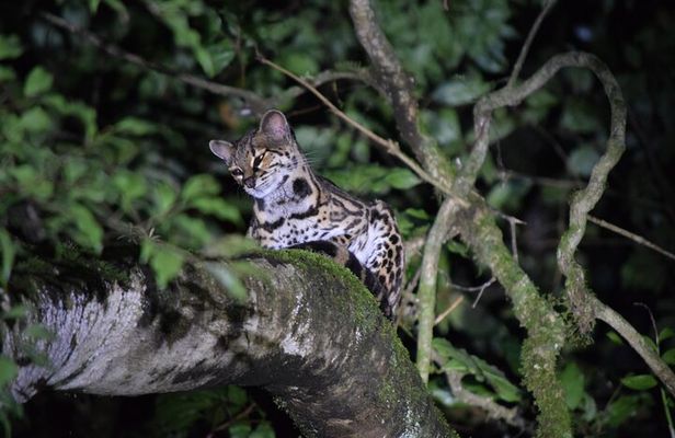 Monteverde Night Walk Tour
