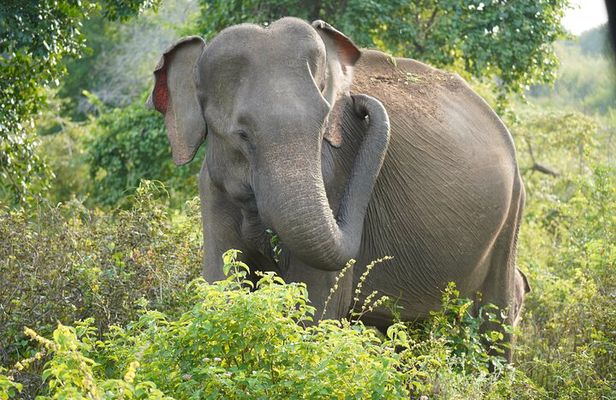 Private Udawalawe Safari Tour with Elephant Transit Home