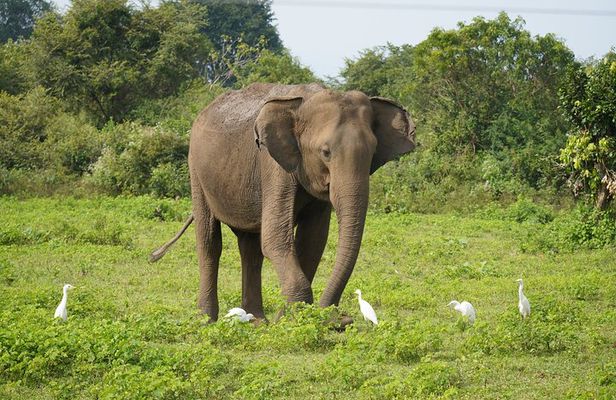 Udawalawe Safari and Galle Day Tour