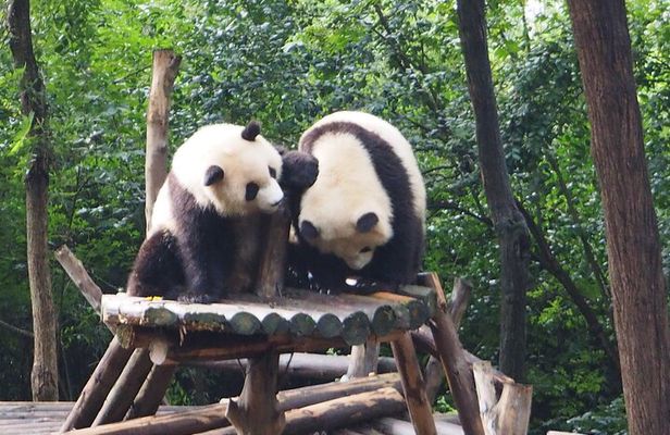 Chengdu Panda Breeding Base Ticket w/ Optional Transfer or Guide