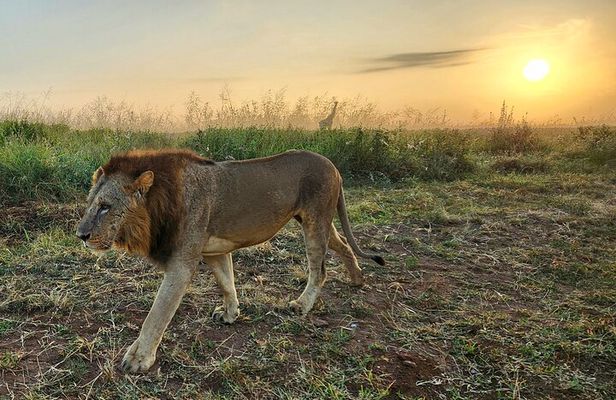 Nairobi's Wild Safari, Elephant Orphanage & Giraffe Centre 