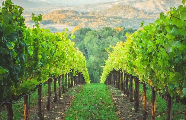 6 Hours Healdsburg Wine Tour with Luxury SUV