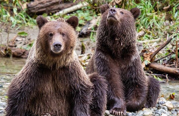Campbell River, BC: Full Day Grizzly Bear Tour in Toba Inlet