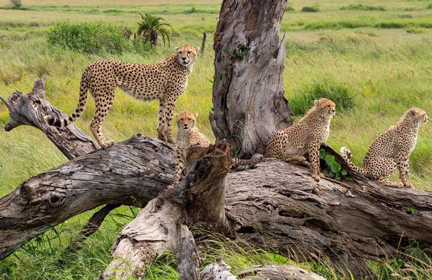 2 Day Flyin Shared Safari to Nyerere NP from Zanzibar