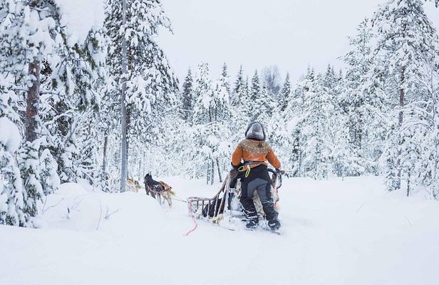 Husky Farm Visit in Rovaniemi