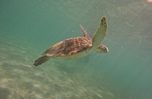 Snorkel with Turtle in San Juan/GoPro4K Photos & Videos Included