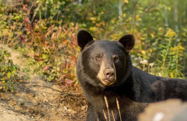 Tadoussac/Charlevoix: Whale & Bear Wildlife Tour
