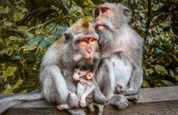 Discover Ubud: Exotism Ubud and Optional Meet the Bali Shaman