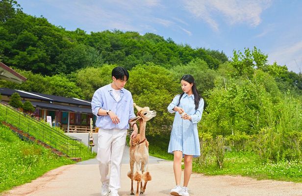 Alpaca World and Gangchon Rail Bike Day Trip from Seoul