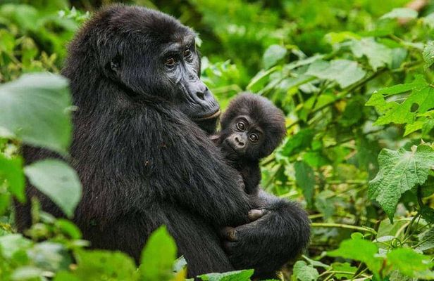 6 Days Uganda Gorilla, Chimps Trekking and Wildlife Safari