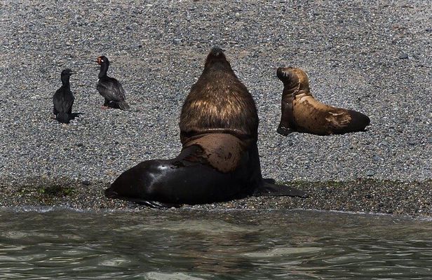 Excursion to Punta Loma and Puerto Madryn for Cruisers