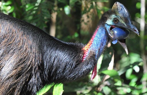 Mossman Gorge Daintree Experience Small Groups