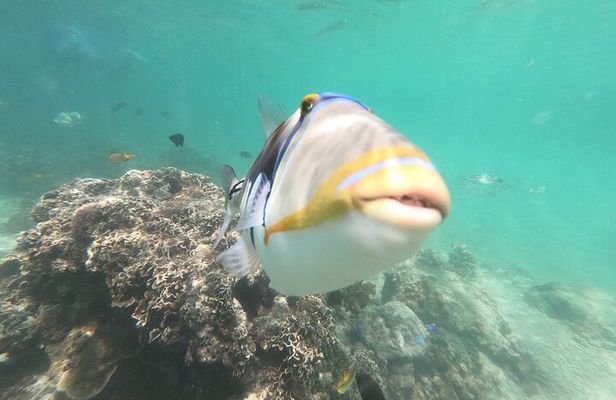 Snorkeling in Okinawa: Private booking