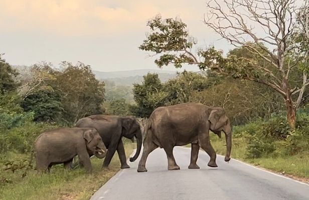 2 Day Bandipur Safari and Mysore Palace Tour
