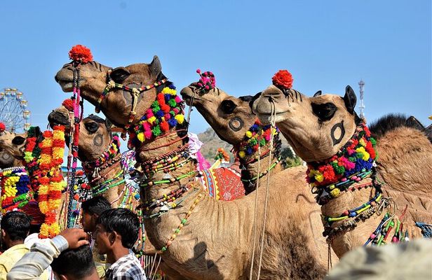 Private One Day Trip to Pushkar from Jaipur 