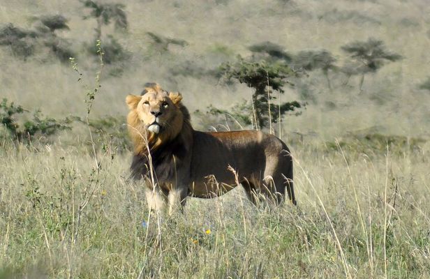 Nairobi National Park Tour