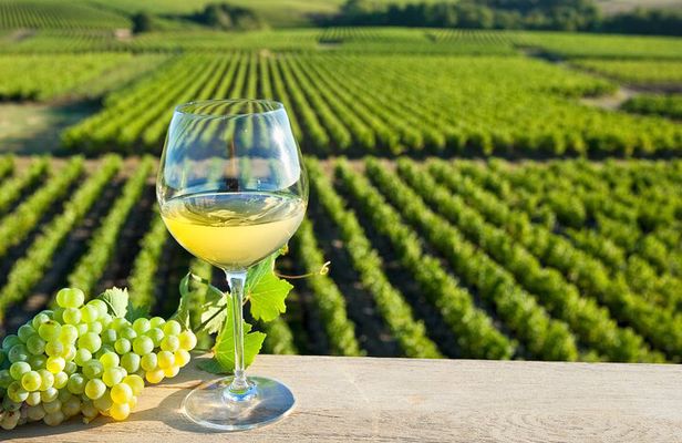 Loire Valley Wine Half Day Tour in Vouvray