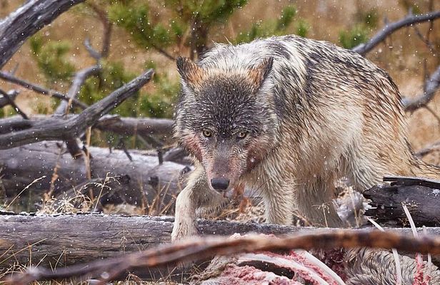Private, Custom Yellowstone Wildlife Tours & Photo Safaris