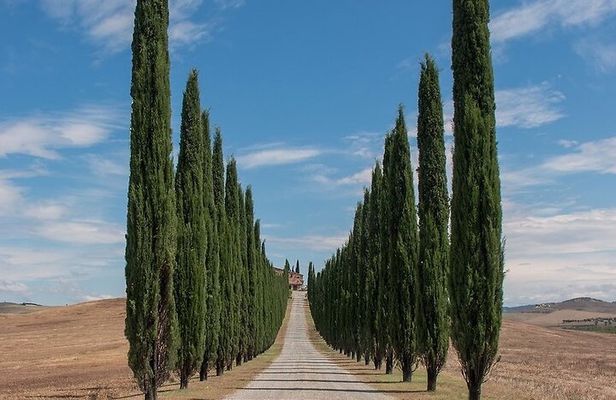 From Rome: Private Day-Tour of Tuscany