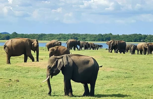 Udawalawe Elephant Safari and Orphanage Tour Shore Excursions