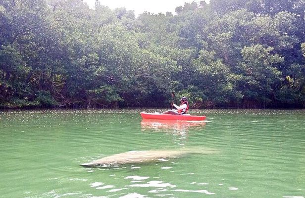 Manatee Season Guided Paddle Tour from Virginia Key
