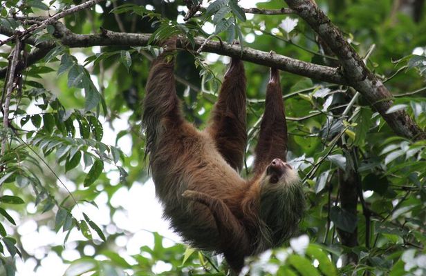 Sloth Encounter & Rainforest Experience