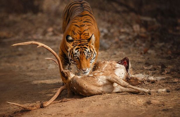 Private Day Trip to Ranthambore Tiger Reserve from Jaipur