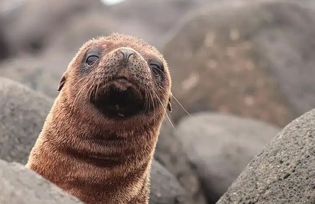 North Seymour Island Day Tour with Snorkeling