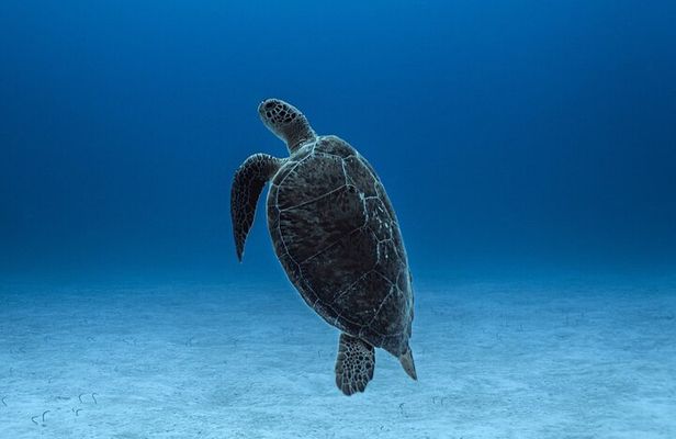 Private Snorkel Tour On The Reef Lagoon
