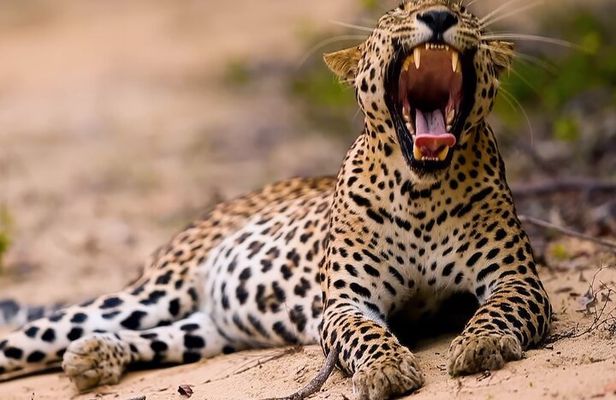 Safari Expedition's in Wild Wonders of Yala