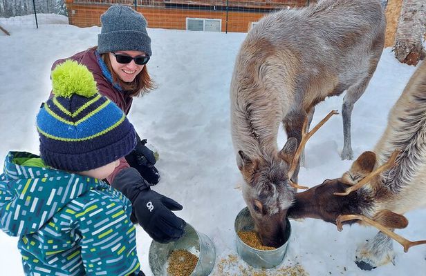 Reindeer Meet and Feed - Talkeetna
