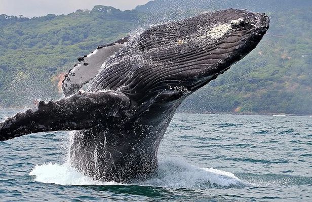 Uvita: Whales & Dolphins Watching -Marino Ballena Park Costa Rica