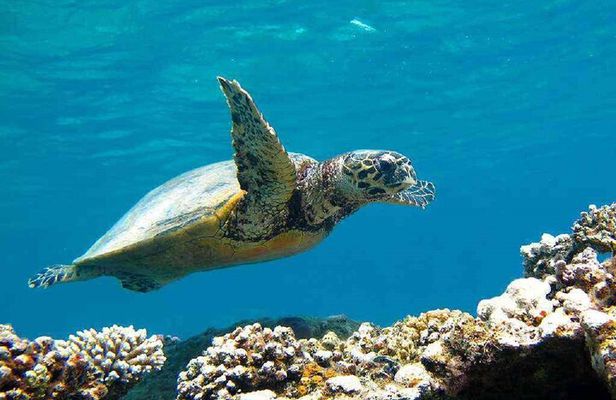 Full Day Marsa Mubarak Snorkeling Trip&Lunch&Transfer–Marsa Alam
