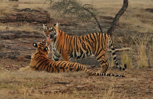 Ranthambore Safari Booking