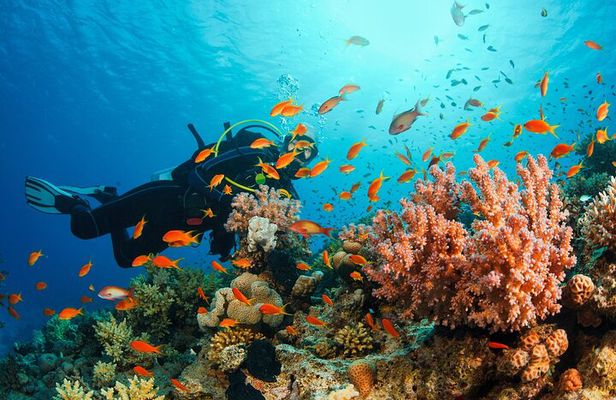Certified and Beginner Scuba Diving from Pattaya
