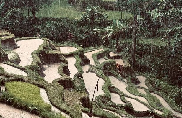 Ubud Top Tours to Discover Bali’s Cultural and Natural Wonders