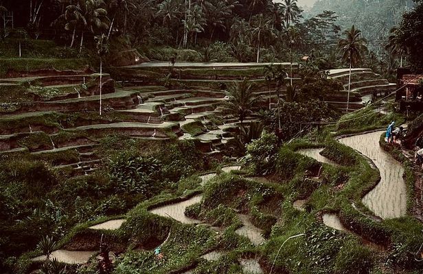 Ubud Highlight Private Tour - All Inclusive Entrance fee