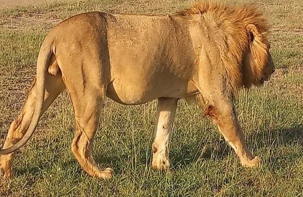 Experience the Masai Mara and the Dancing Masai in 4 days