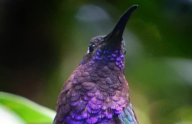 Monteverde Cloud Forest Tour