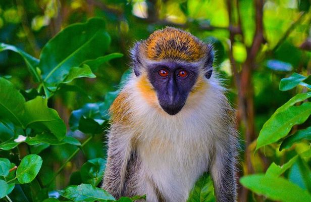 Full day Guided Tour in Barbados