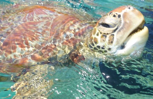 1 hour Mimosa Morning Turtle Spotting Cruise