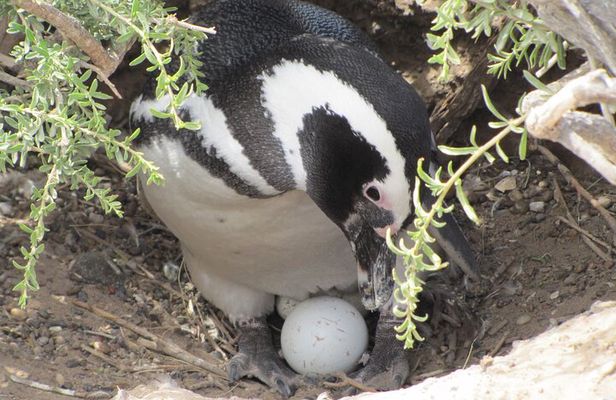 Full-day excursion to Punta Tombo Natural Penguin Park