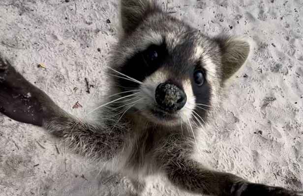 Raccoon Island Boat Tour - Indian Creek, Sanbar and Raccoons