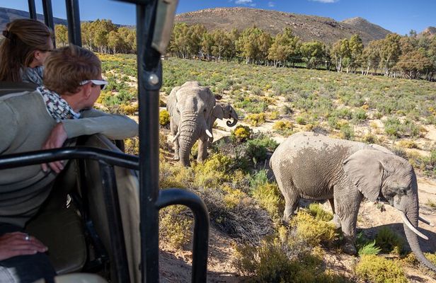 Cape Town Aquila Afternoon Safari with transport and lunch