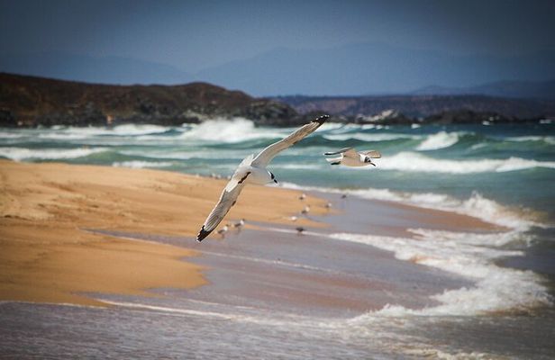 Marine life & flavors of the Pacific Full Day Private Tour