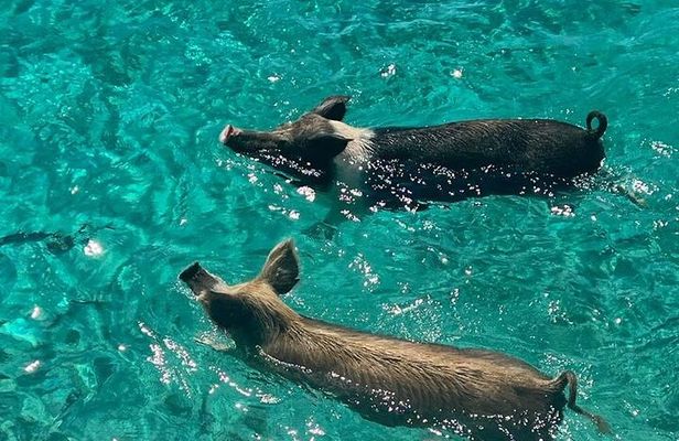 Rose Island Swimming Pigs
