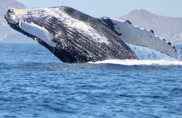 Whale Watching in San Jose del Cabo