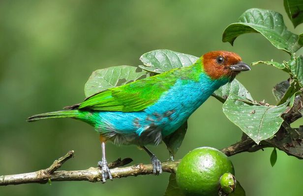 Salento: Birding along the Torrent River